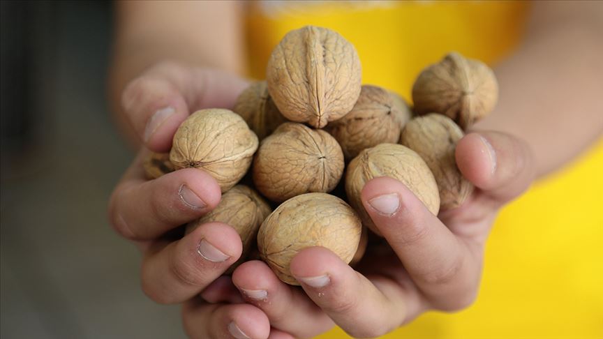 'Çağlayancerit cevizi' Avrupa Birliği Yolunda