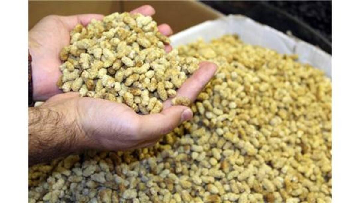 Dünyanın dutu bu köyden...