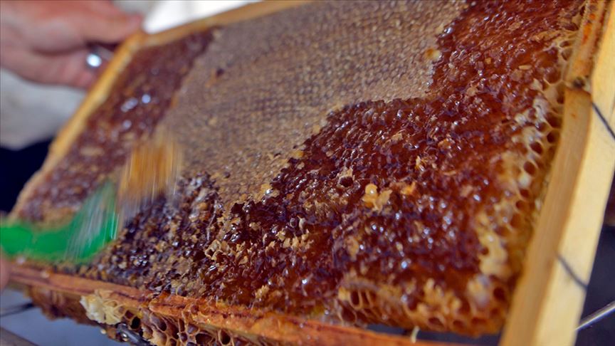 Coğrafi işaretli Ardahan balının tatlı yolculuğu...